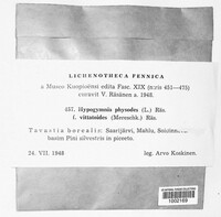 Hypogymnia physodes image